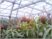 �}���S�[������ɑ傫���Ȃ��Ă���Ƃ��̏d���Ɏ}���ς�����Ȃ��Ȃ�܂�Ă��܂����ƃ}���S�[�������ł������ɂ��Ă�l�ɂ���Ƃ������R��1�{1�{�}����グ�܂��B